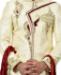 Picture of Resplendent Cream Sherwani