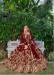 Picture of Sublime Net Maroon Lehenga Choli