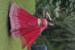 Picture of Wonderful Georgette Hot Pink Lehenga Choli