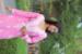 Picture of Beauteous Rayon Pink Kurtis & Tunic