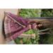 Picture of Chiffon & Silk Maroon Straight Cut Salwar Kameez