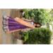 Picture of Lovely Chiffon Purple Lehenga Choli